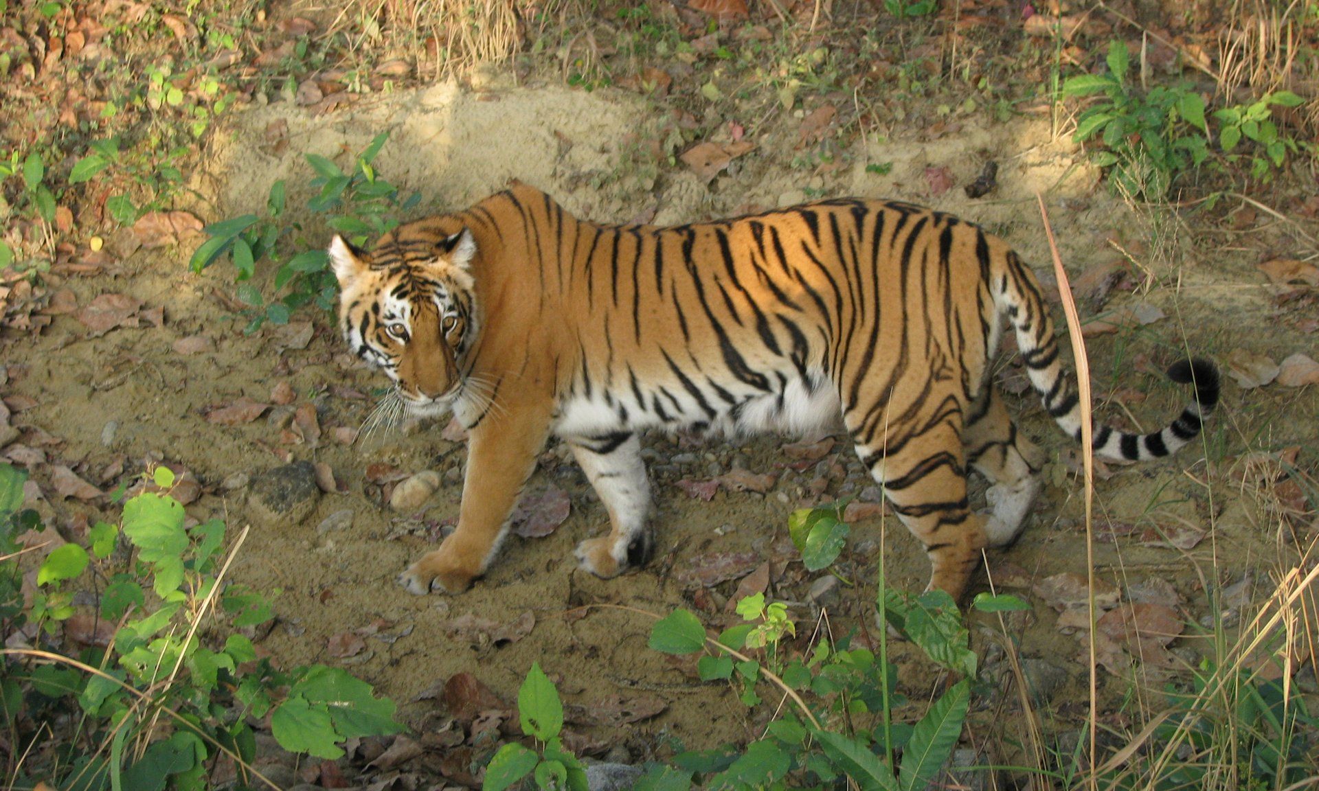 Jim Corbett Tiger Reserve and Nainital Trips to Nepal, India and Sri